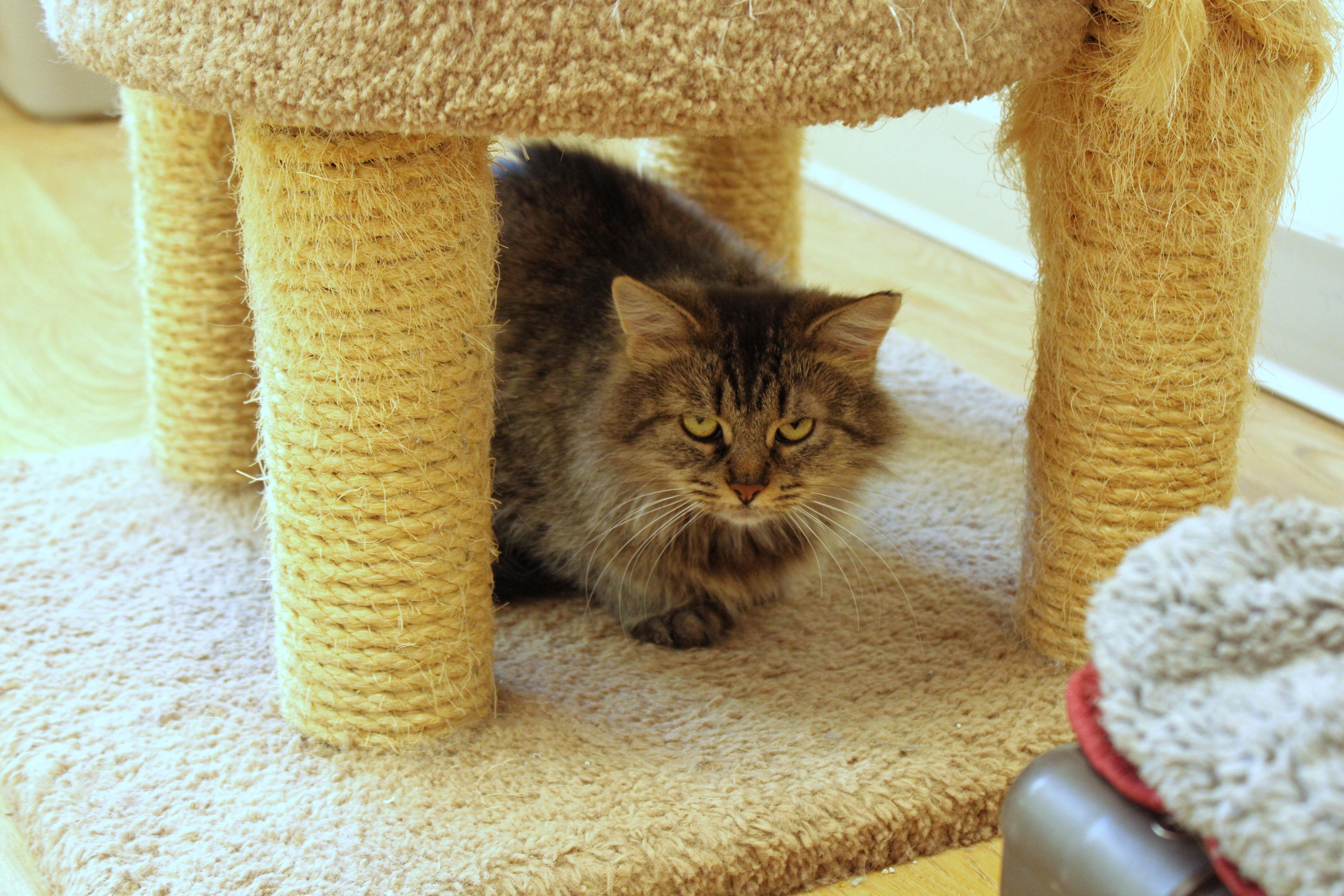 Grizabell thumbnail 6