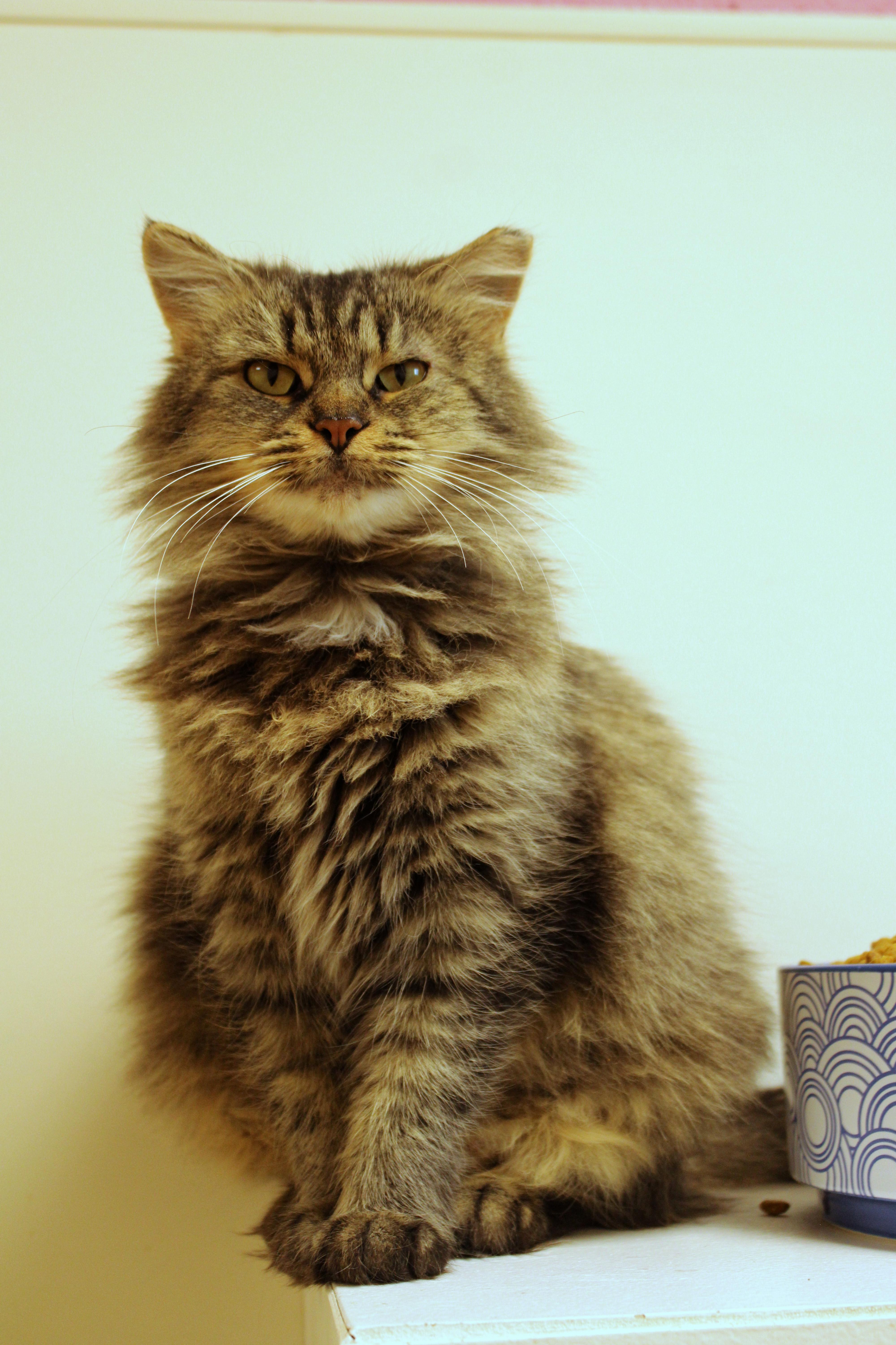 Grizabell thumbnail 7