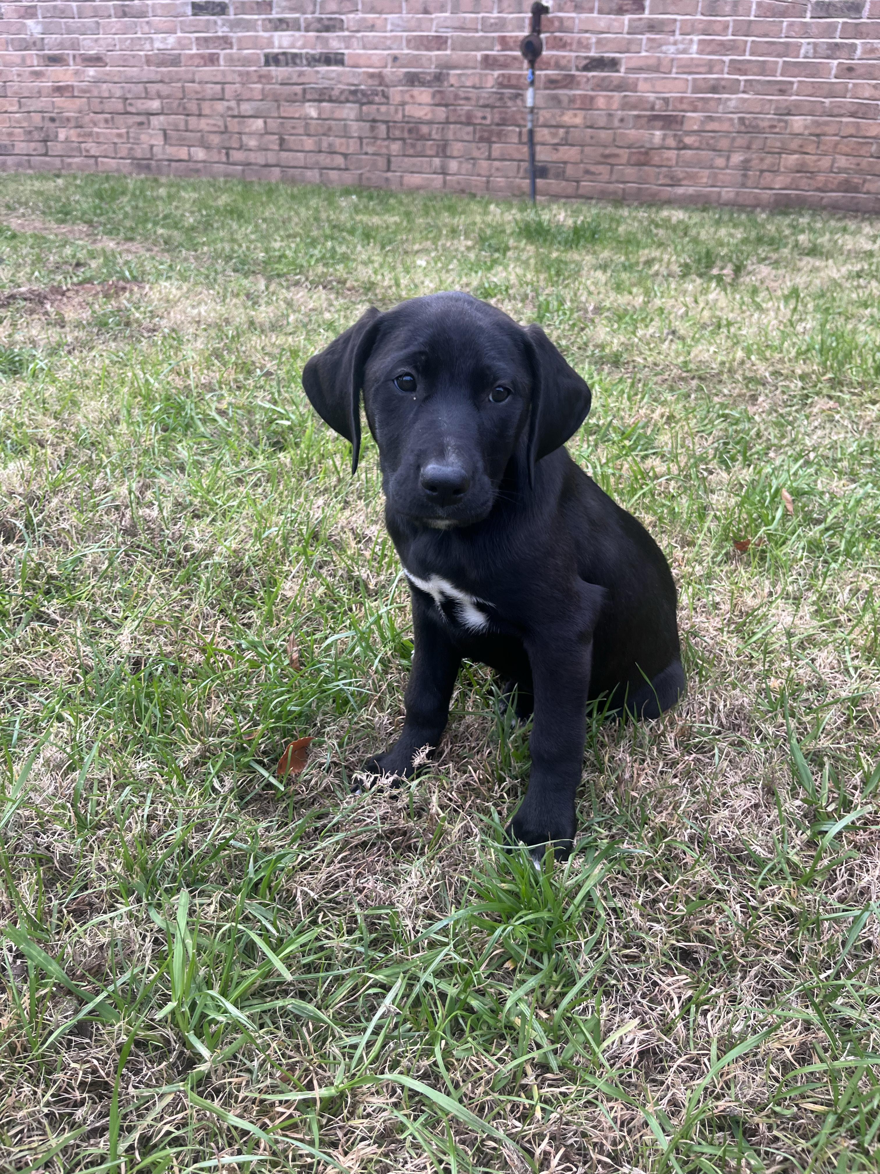 Enlarge Eggnog, a Adopted Border Collie in Pottsboro, TX image 2/3