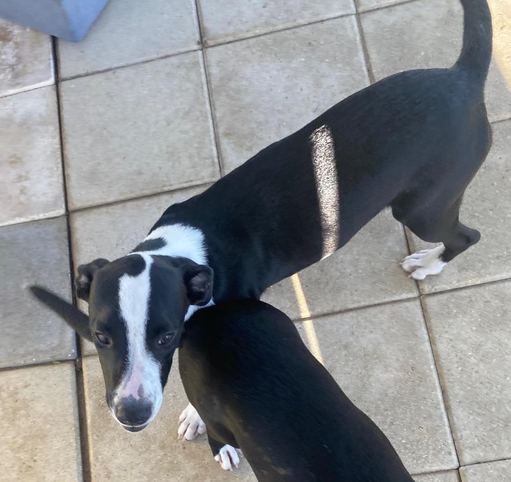 Molly, Adoptable, Puppy Female Mixed Breed & Mixed Breed.