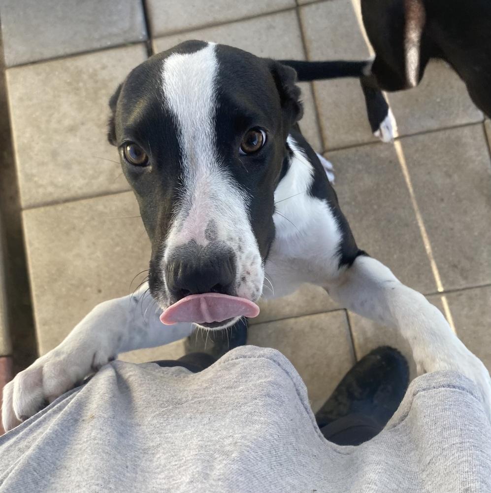 Enlarge Molly, a Adoptable mixed breed in Crescent City, FL image 2/2