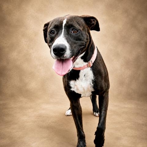 Tamera, Adoptable, Adult Female Pit Bull Terrier.