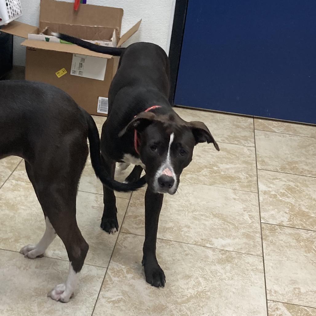 Tamera, a Adoptable Pit Bull Terrier in Galveston, TX image 2/5