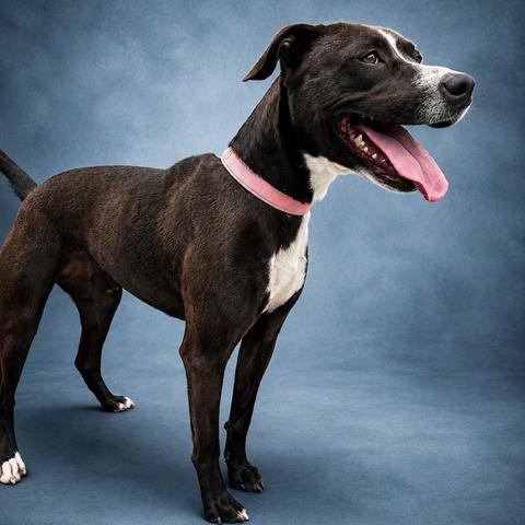 Tamera, a Adoptable Pit Bull Terrier in Galveston, TX image 3/5