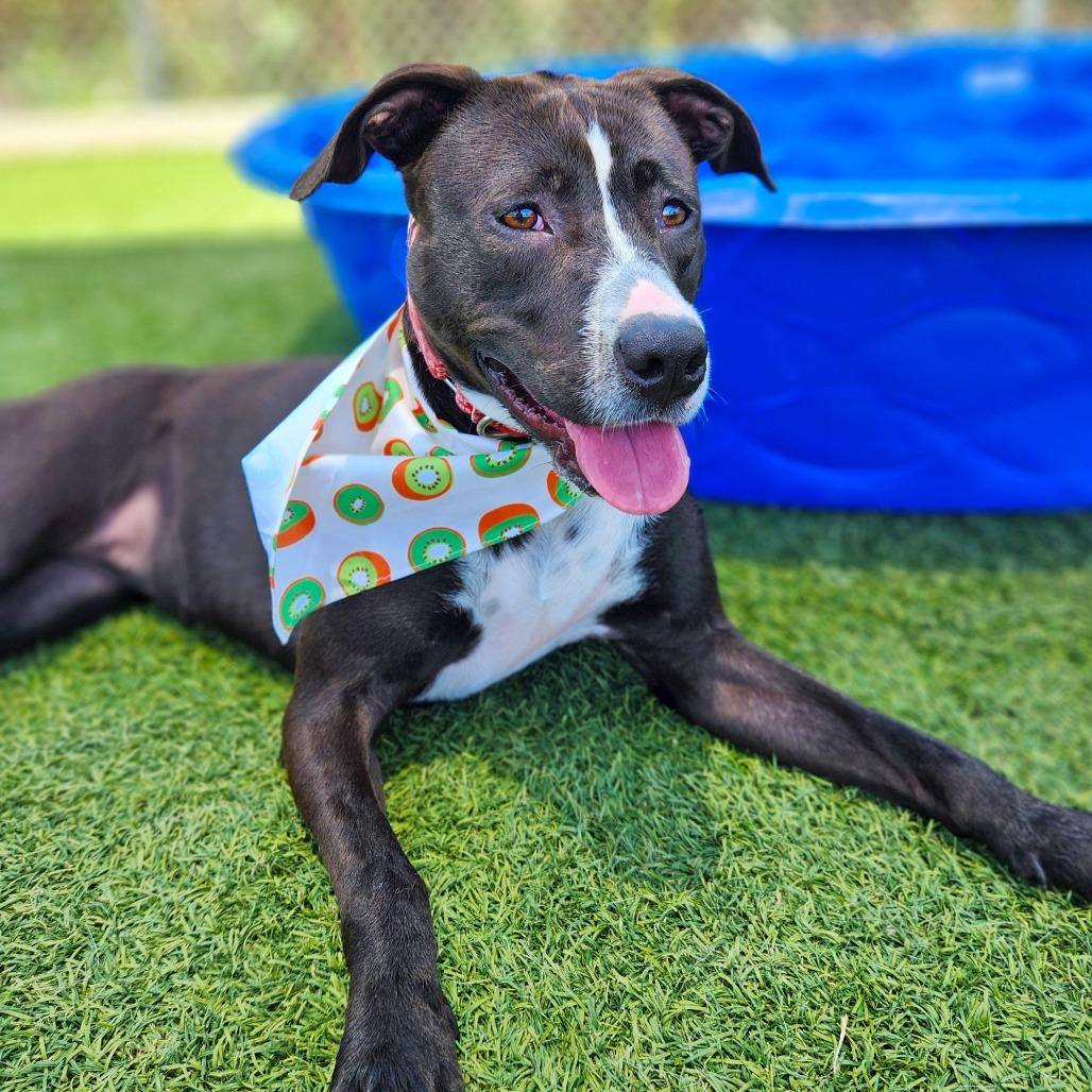 Tamera, a Adoptable Pit Bull Terrier in Galveston, TX image 4/5