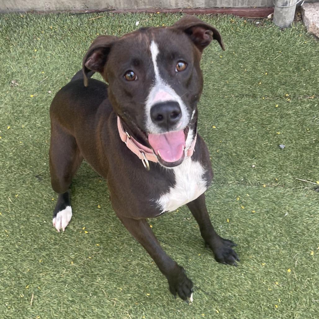 Tamera, a Adoptable Pit Bull Terrier in Galveston, TX image 5/5