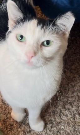 Lilo, a Adoptable American Shorthair in Rochester, NY image 1/5