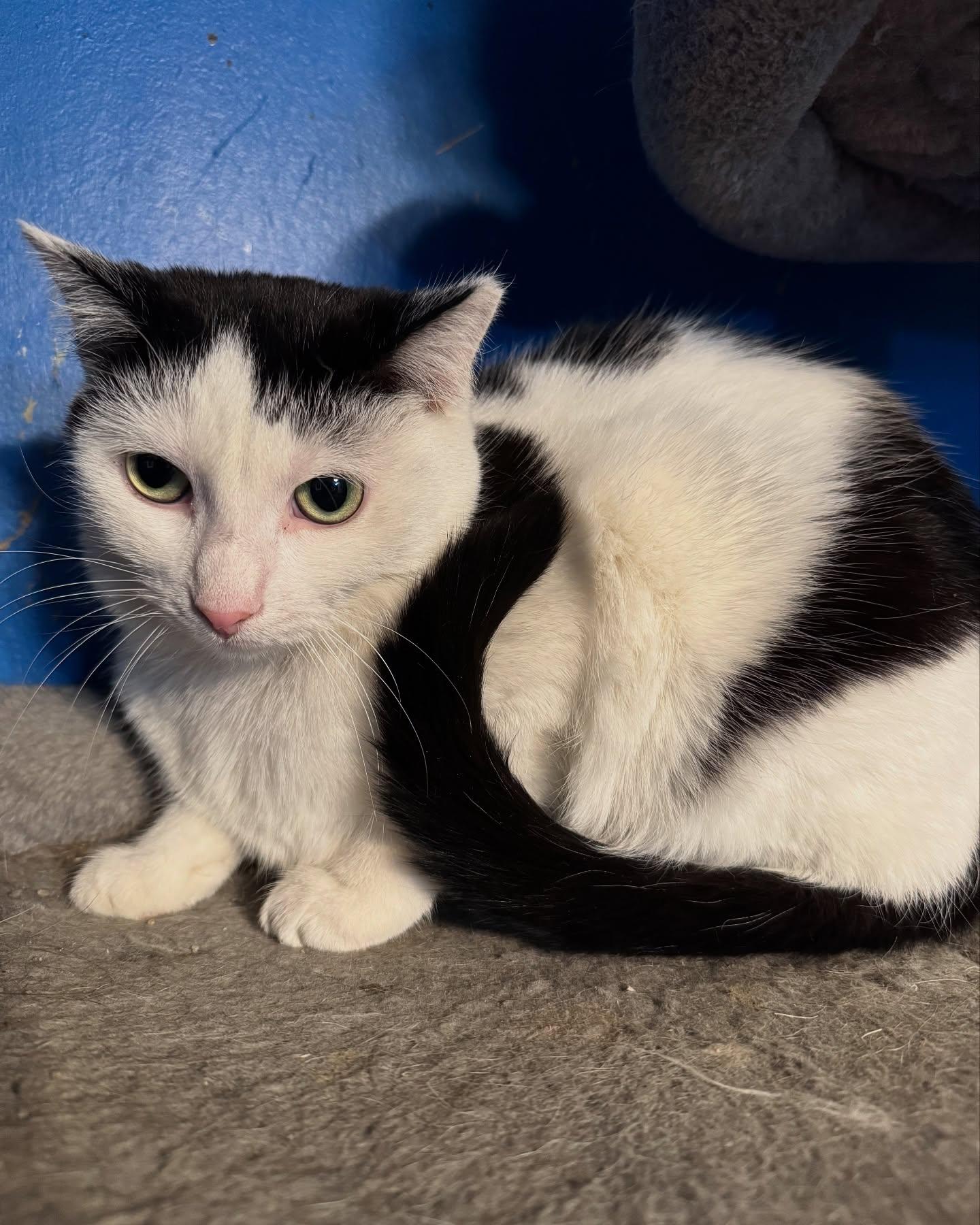Lilo, a Adoptable American Shorthair in Rochester, NY image 5/5