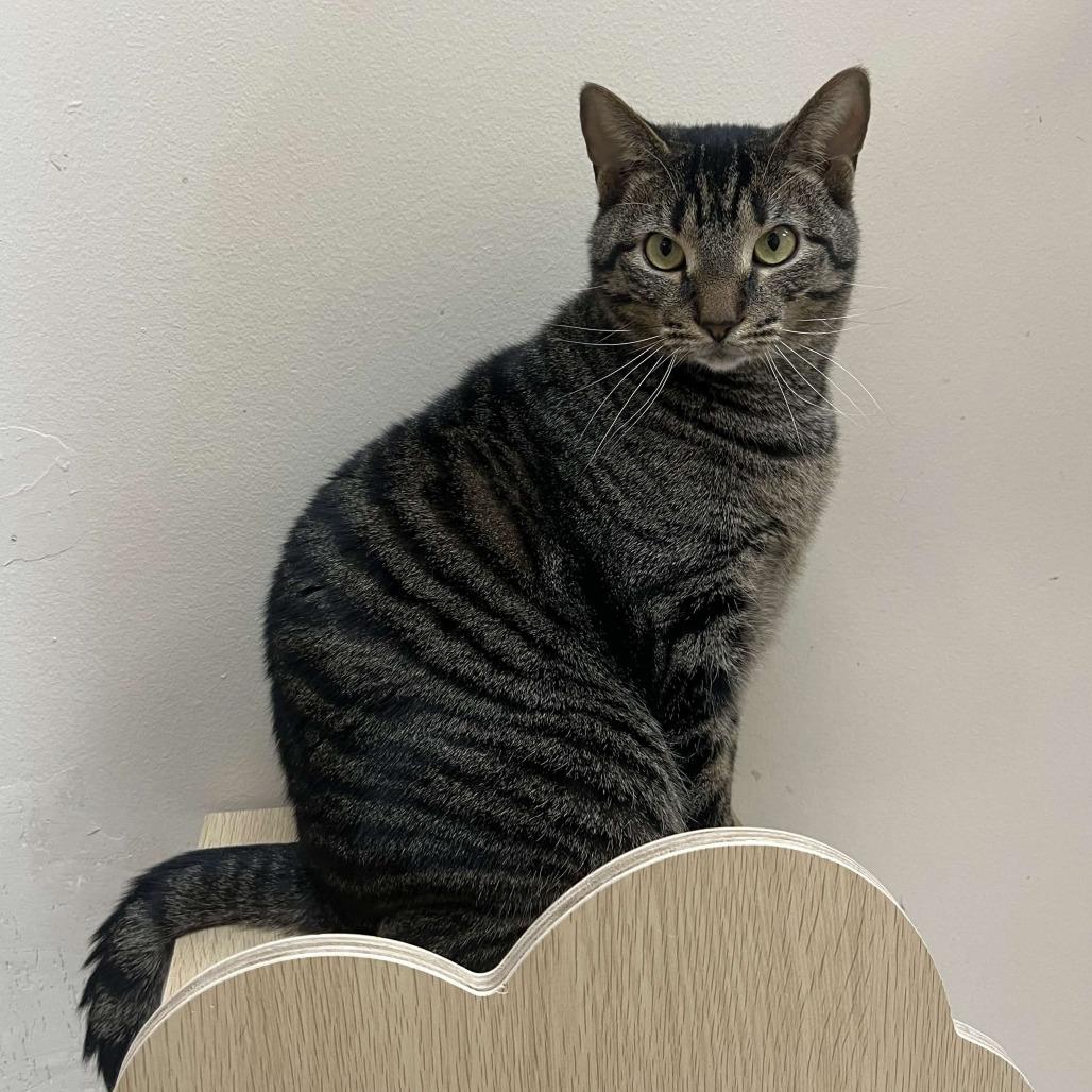 Enlarge Gizmo, a Adoptable Domestic Short Hair in Medina, OH image 1/4