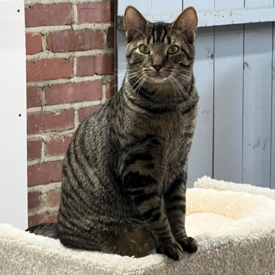 Enlarge Gizmo, a Adoptable Domestic Short Hair in Medina, OH image 2/4