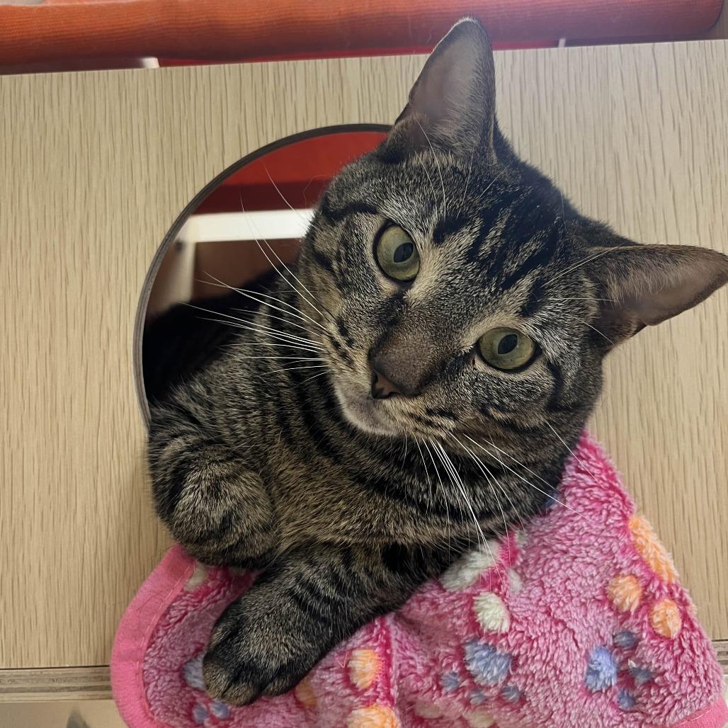 Enlarge Gizmo, a Adoptable Domestic Short Hair in Medina, OH image 3/4