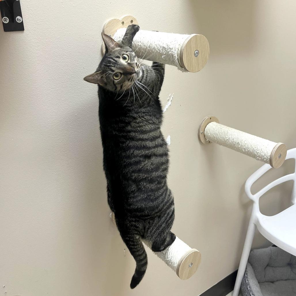 Enlarge Gizmo, a Adoptable Domestic Short Hair in Medina, OH image 4/4