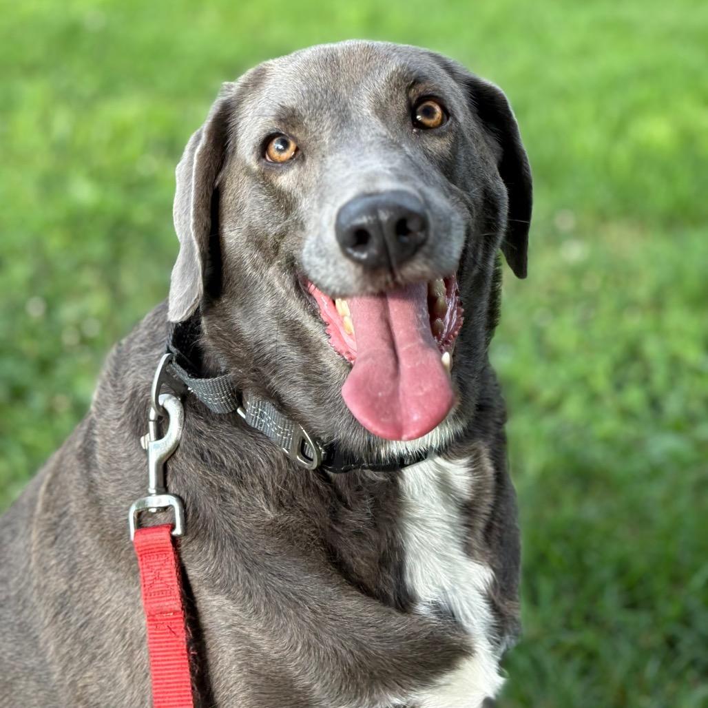 Enlarge Bru, a Adoptable Labrador Retriever in Springboro, OH image 1/6