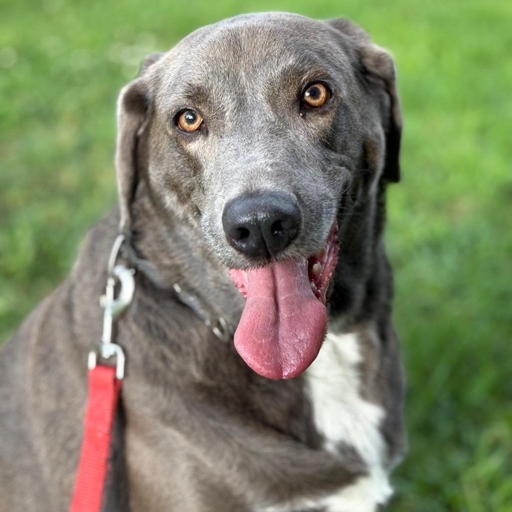 Enlarge Bru, a Adoptable Labrador Retriever in Springboro, OH image 2/6