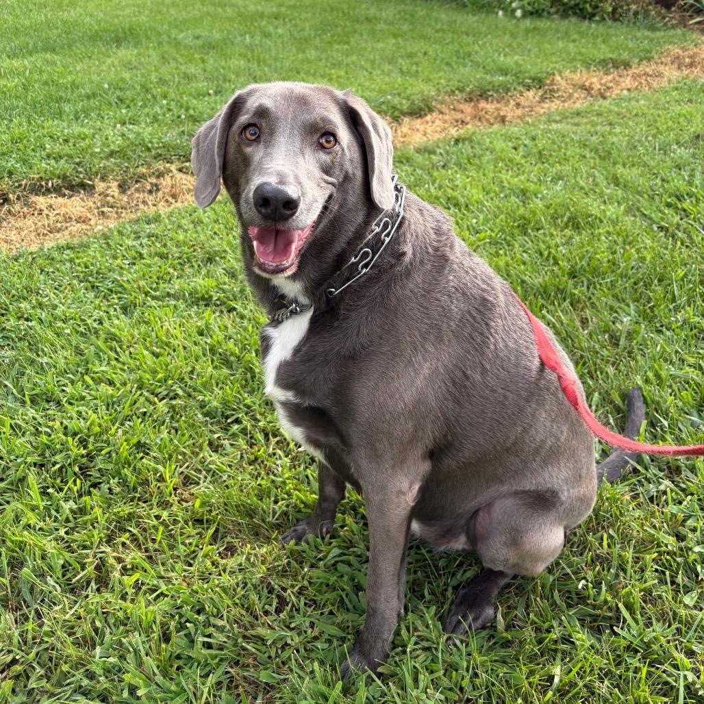 Enlarge Bru, a Adoptable Labrador Retriever in Springboro, OH image 3/6