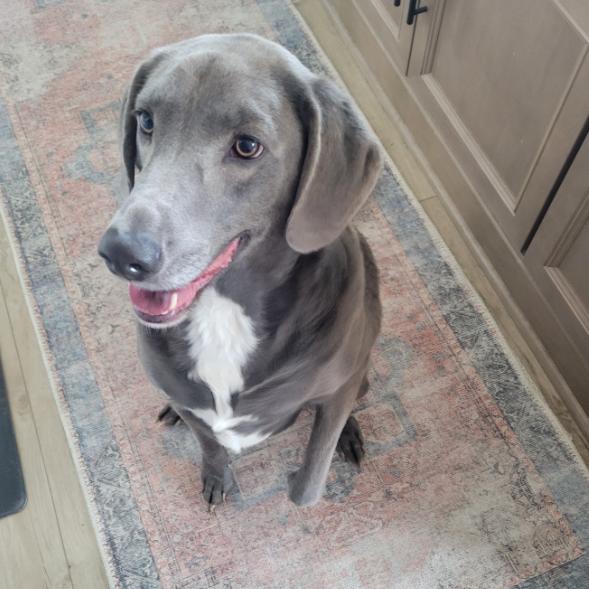 Enlarge Bru, a Adoptable Labrador Retriever in Springboro, OH image 5/6