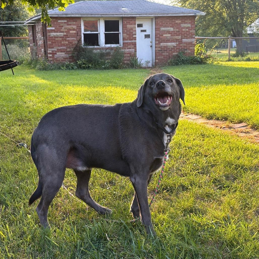 Enlarge Bru, a Adoptable Labrador Retriever in Springboro, OH image 6/6