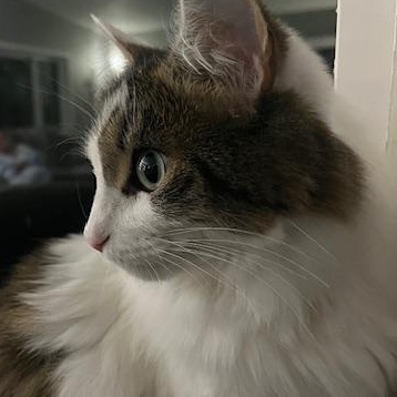 Enlarge **COURTESY LISTING** Myka, a ADOPTABLE Domestic Long Hair in Moscow, ID image 2/3