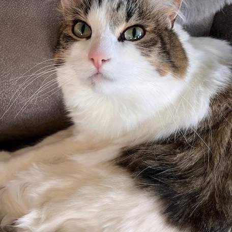 Enlarge **COURTESY LISTING** Myka, a ADOPTABLE Domestic Long Hair in Moscow, ID image 1/3