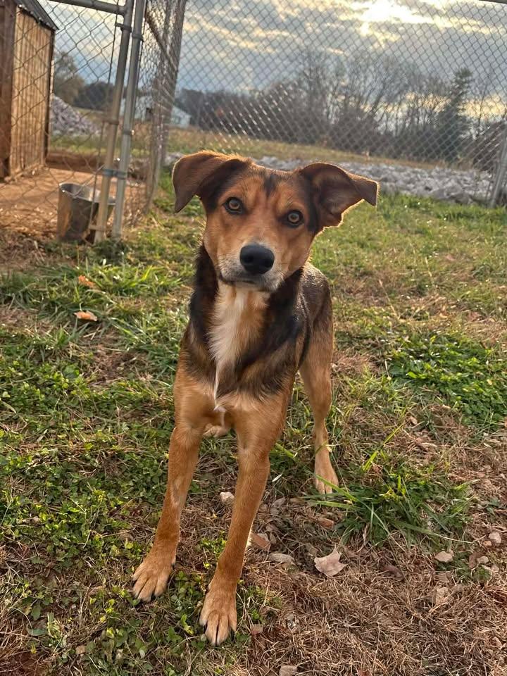 Enlarge Haven, an adoptable mixed breed in Munfordville, KY image 1/4