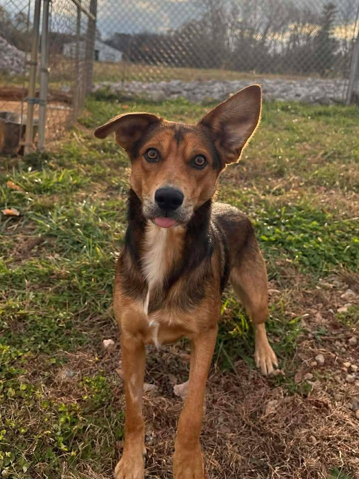 Enlarge Haven, an adoptable mixed breed in Munfordville, KY image 2/4