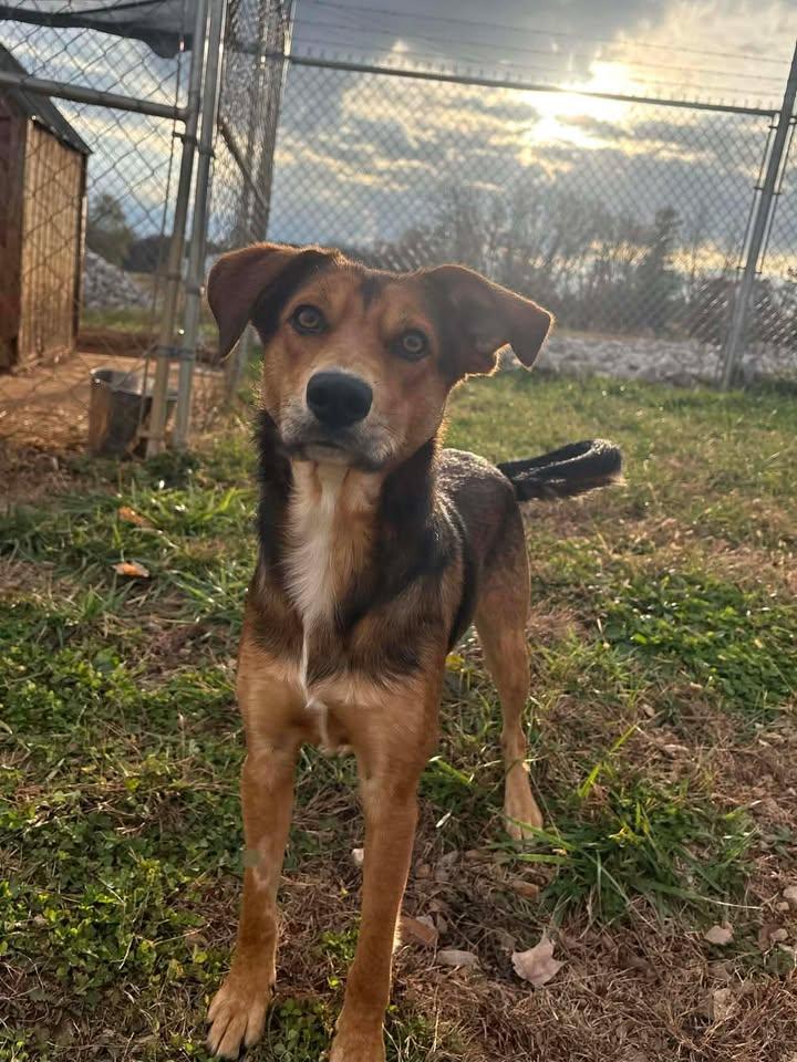 Enlarge Haven, an adoptable mixed breed in Munfordville, KY image 3/4