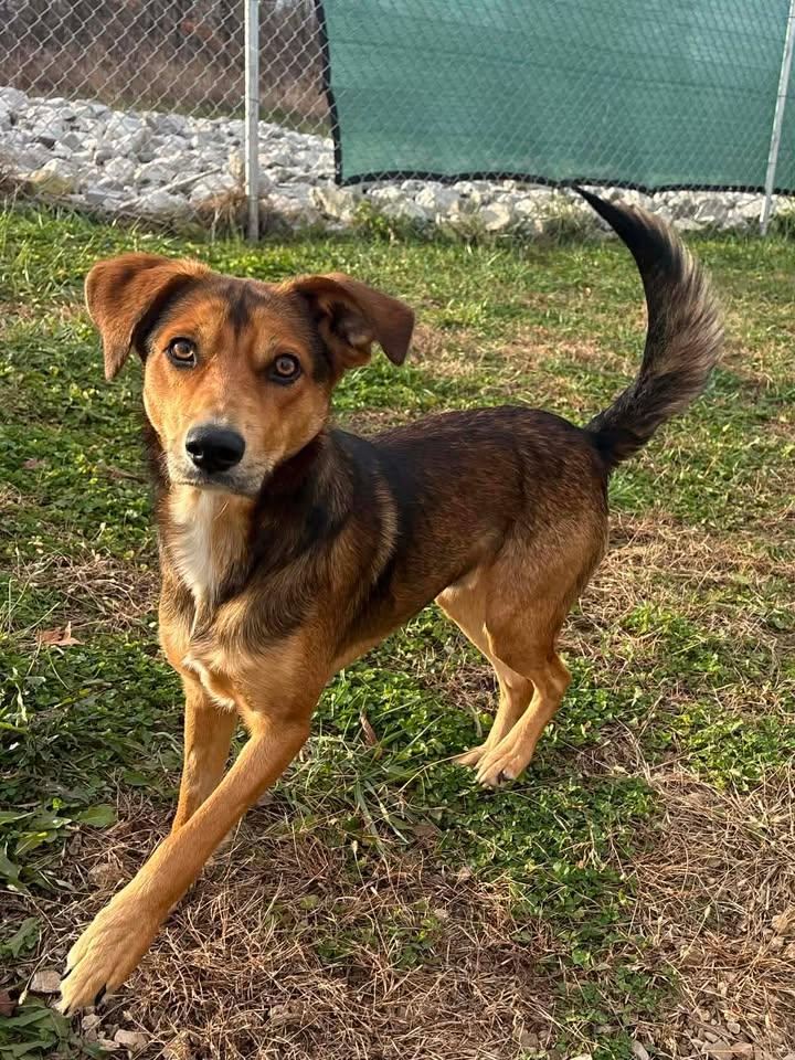 Enlarge Haven, an adoptable mixed breed in Munfordville, KY image 4/4