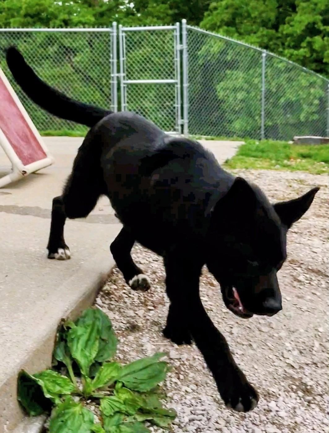 Enlarge Owen, an adoption pending mixed breed in Clay City, KY image 4/4