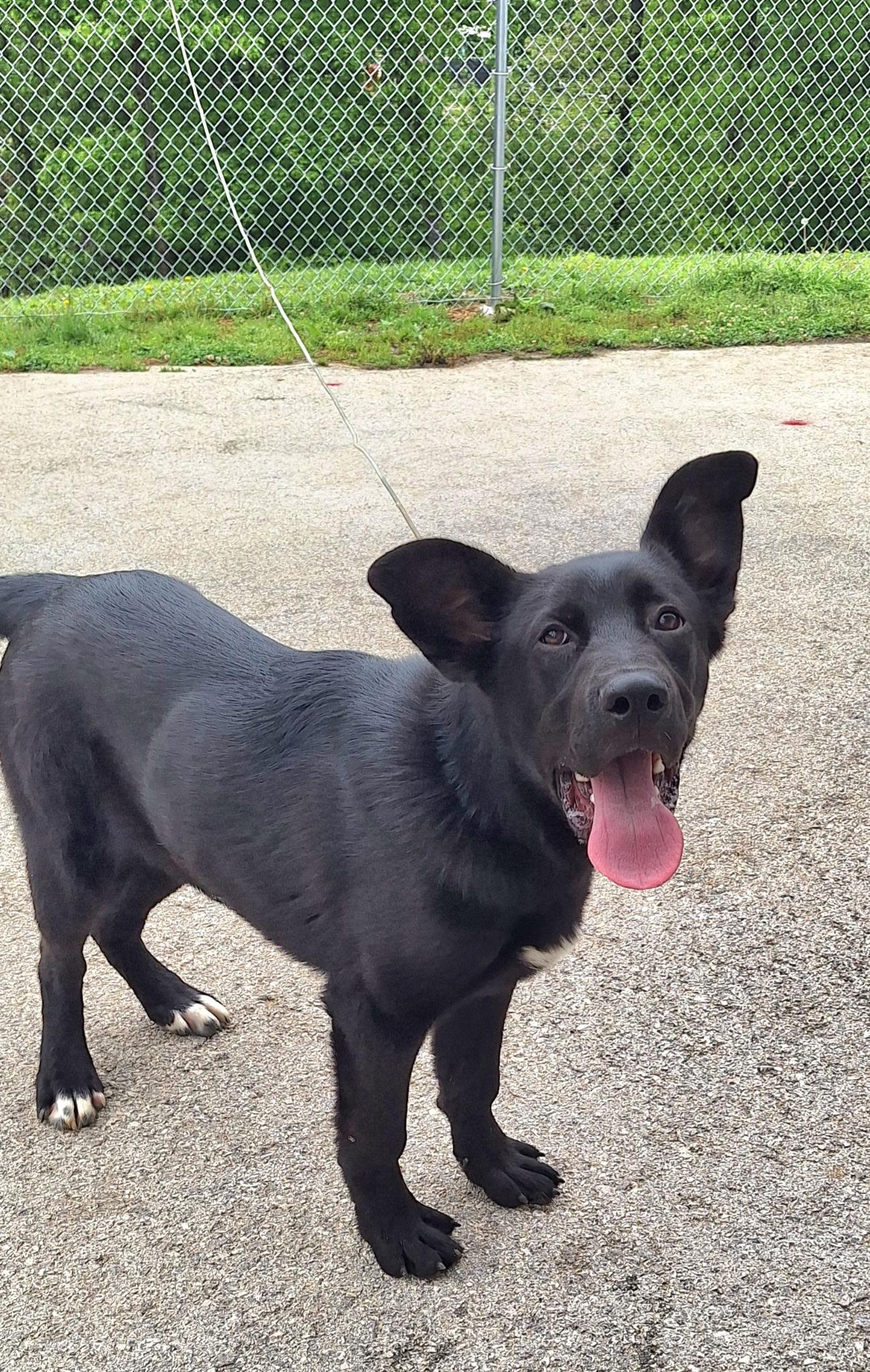 Enlarge Owen, an adoption pending mixed breed in Clay City, KY image 2/4