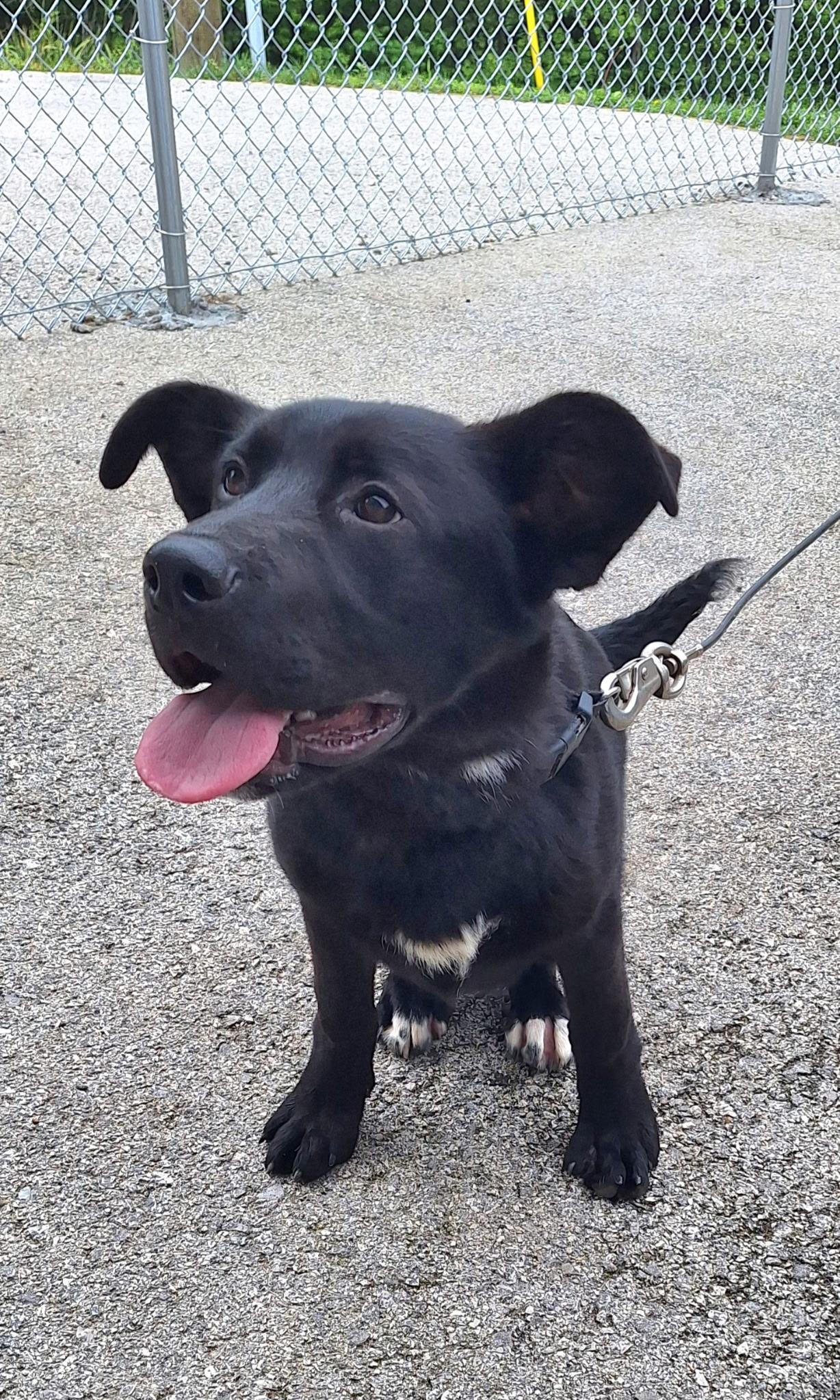 Enlarge Owen, an adoption pending mixed breed in Clay City, KY image 1/4