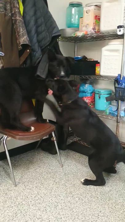 Enlarge Owen, an adoption pending mixed breed in Clay City, KY video 3/4