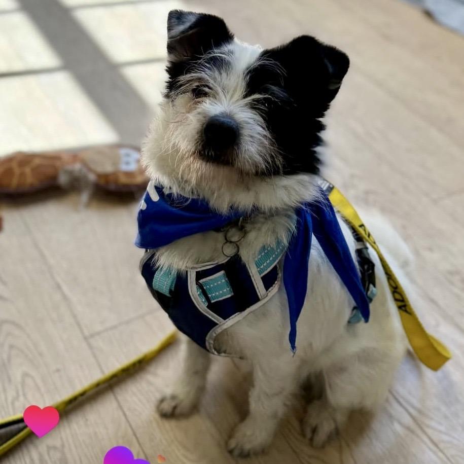 Snoopy, Adoptable, Adult Male Terrier.