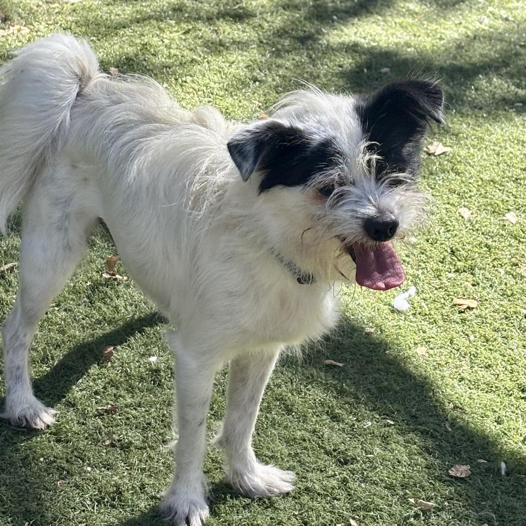 Snoopy, Adoptable, Adult Male Jack Russell Terrier.