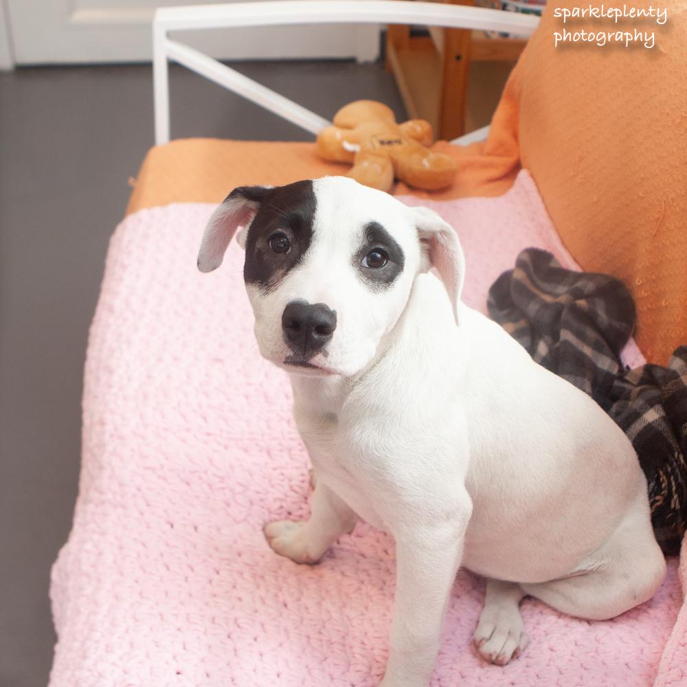 Index, adoptable, Puppy Female Mixed Breed.