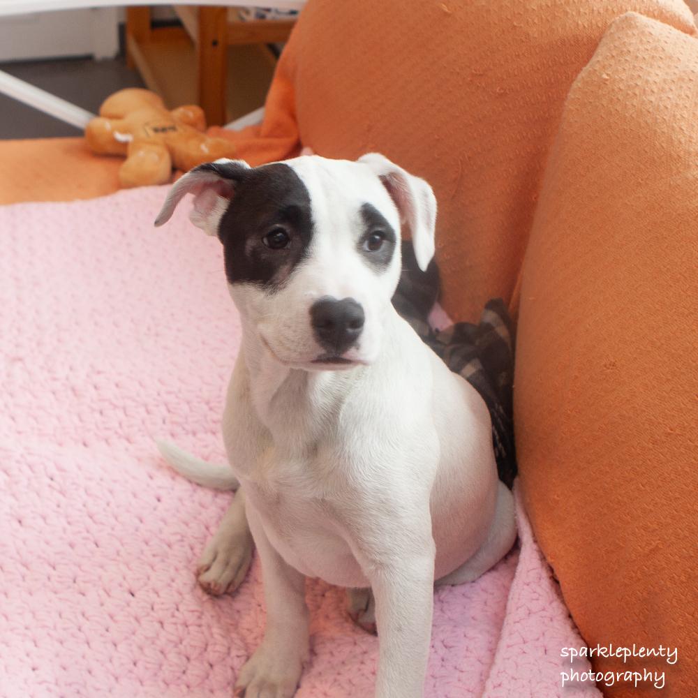 Index, an adoptable Mixed Breed in Ridgefield, CT image 3/5