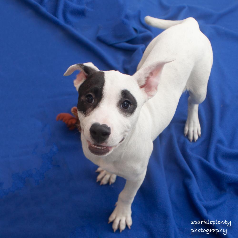 Index, an adoptable Mixed Breed in Ridgefield, CT image 2/5