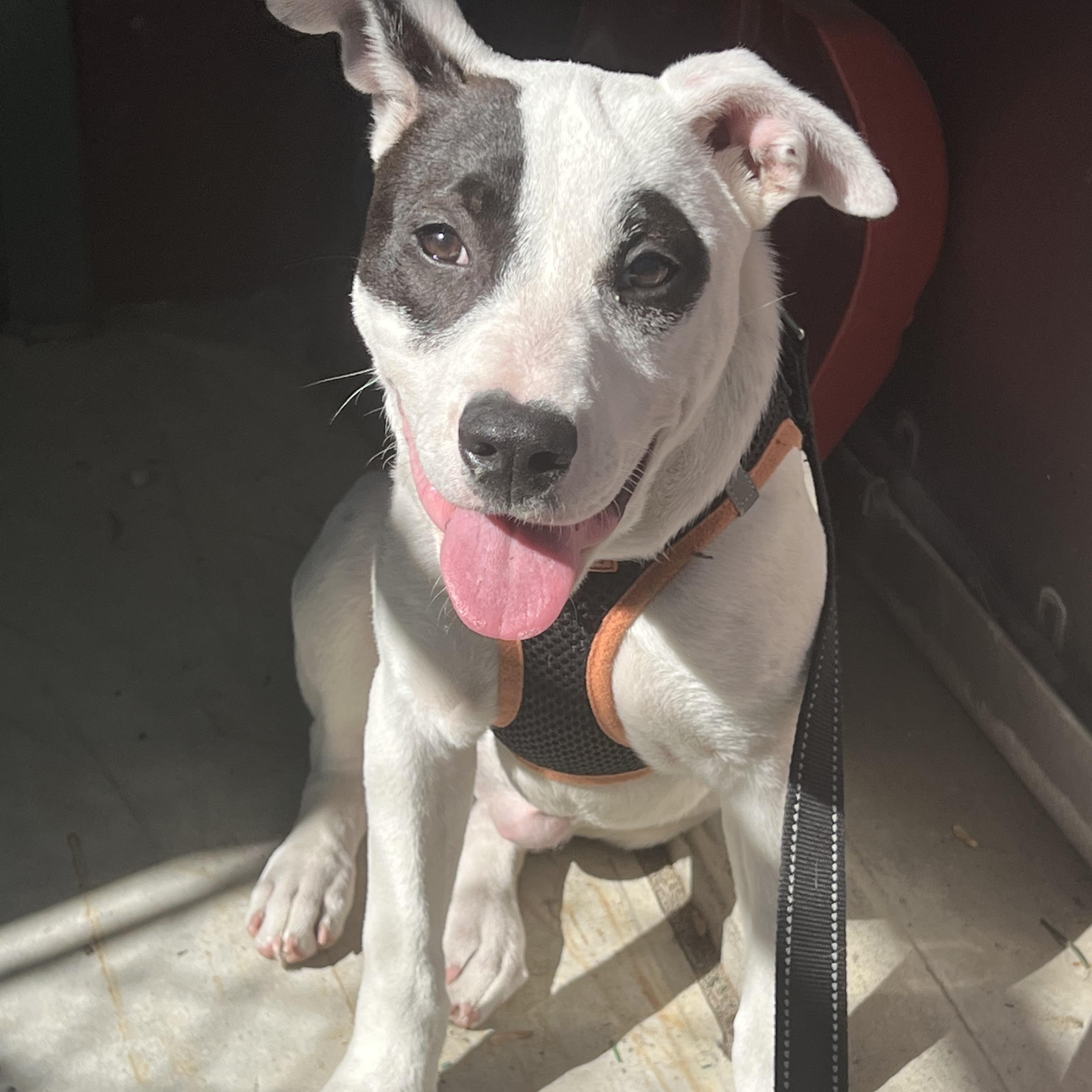 Index, an adoptable Mixed Breed in Ridgefield, CT image 4/5