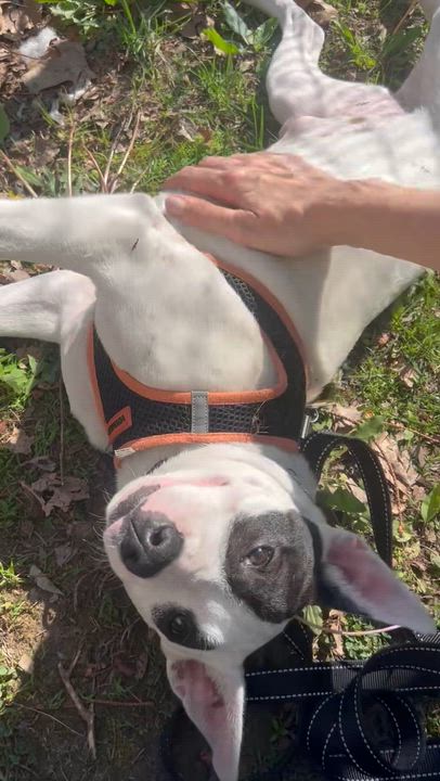 Enlarge Index, an adoptable Mixed Breed in Ridgefield, CT video 5/5