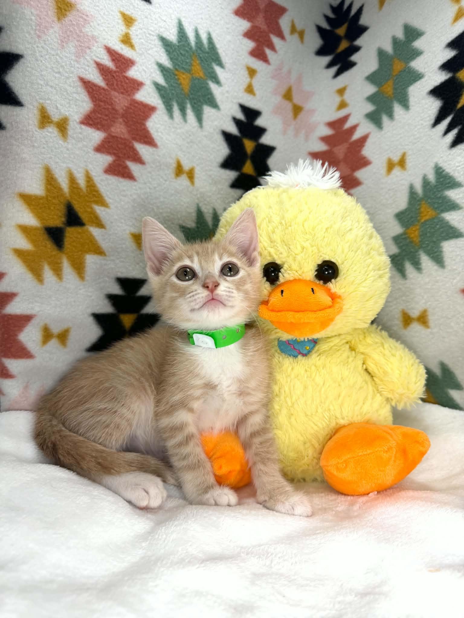 Stevie, ADOPTABLE, Kitten Male Tabby.