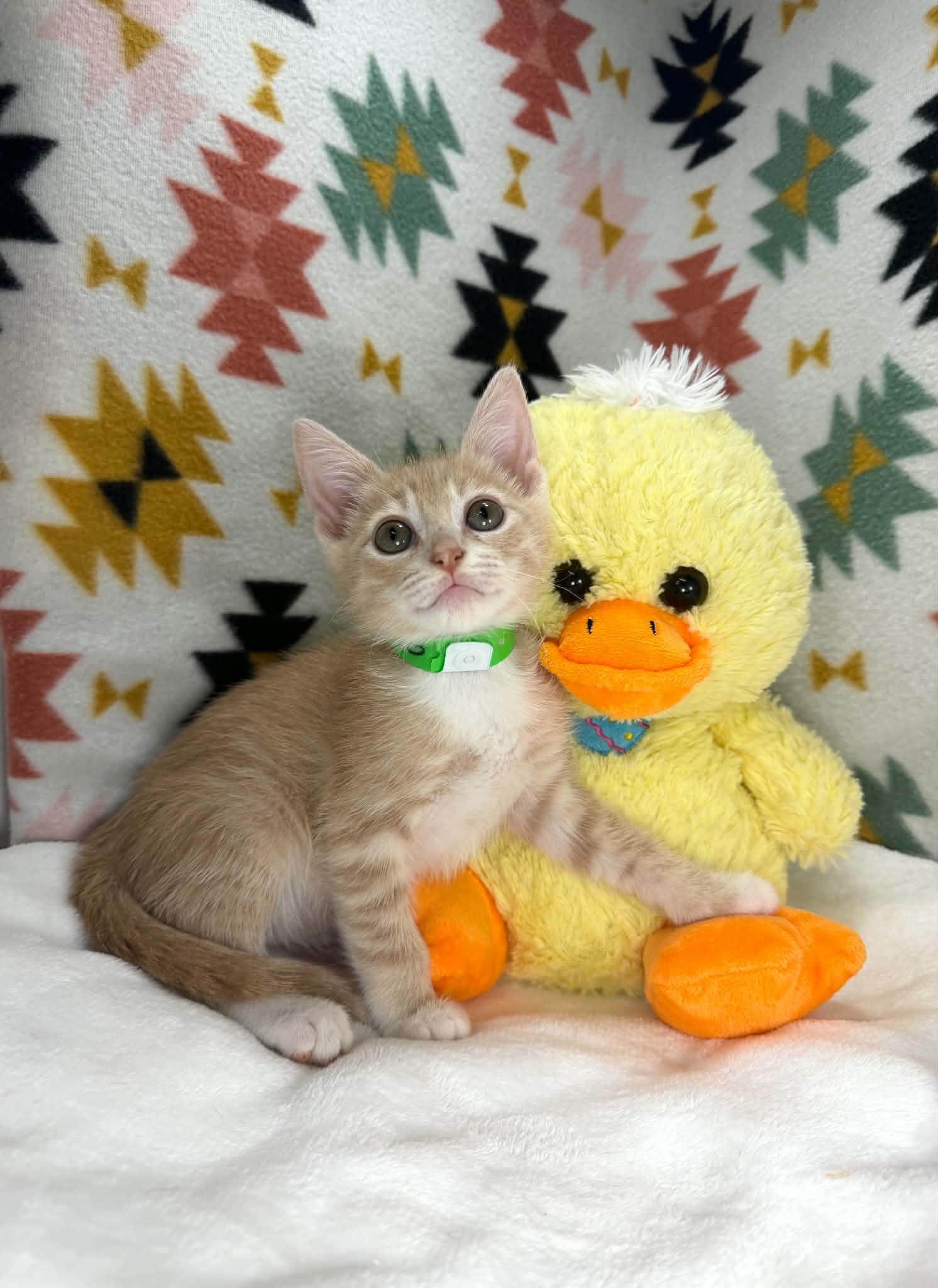 Stevie, a ADOPTABLE Tabby in Tavares, FL image 3/3