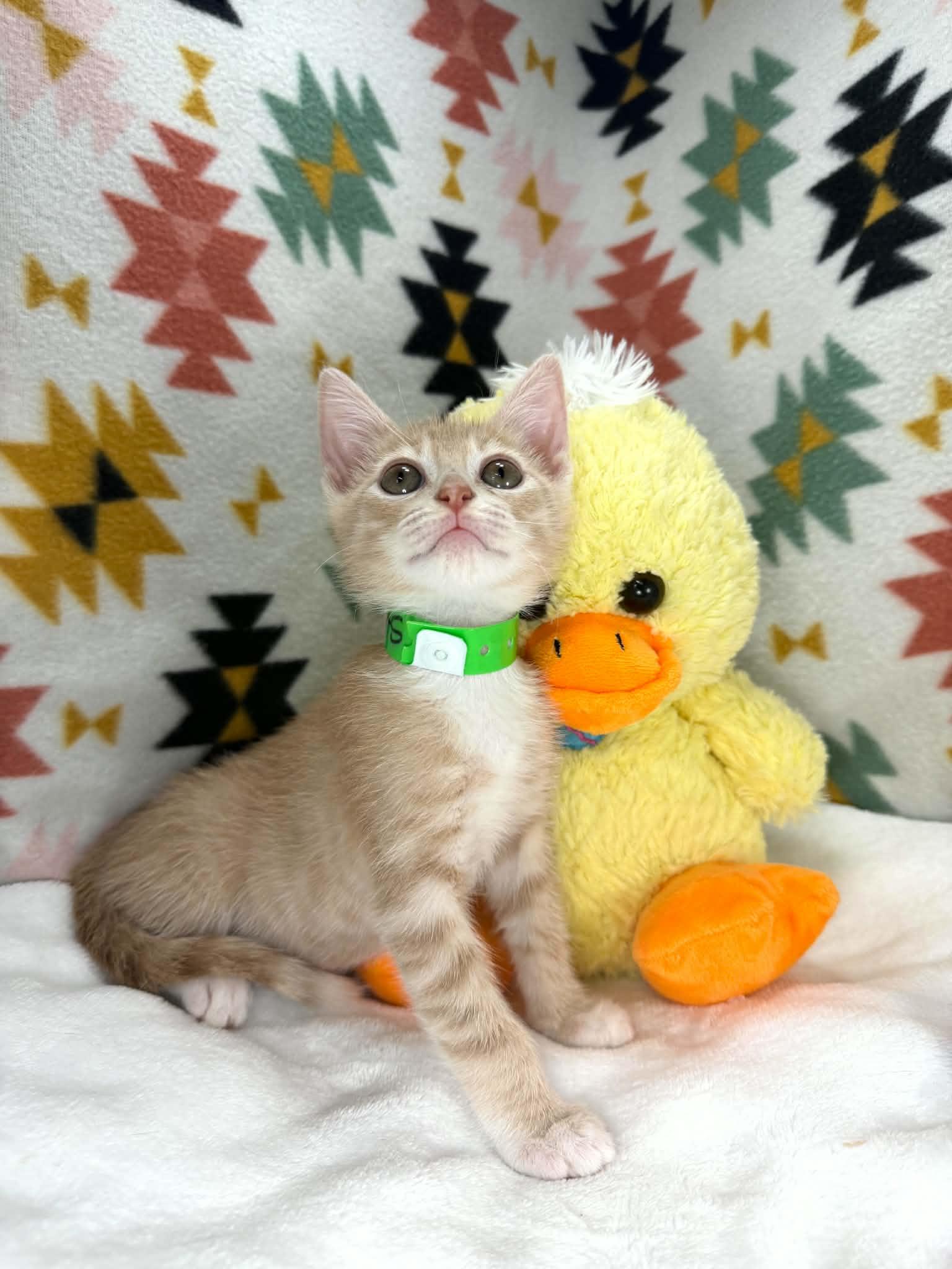 Stevie, a ADOPTABLE Tabby in Tavares, FL image 2/3
