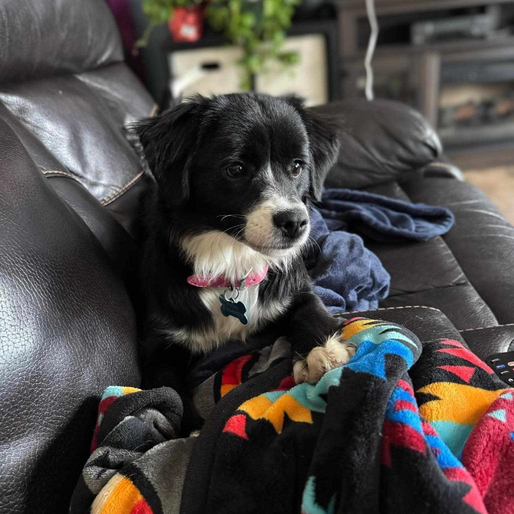 Sienna, Adoptable, Adult Female Border Collie & Australian Shepherd.