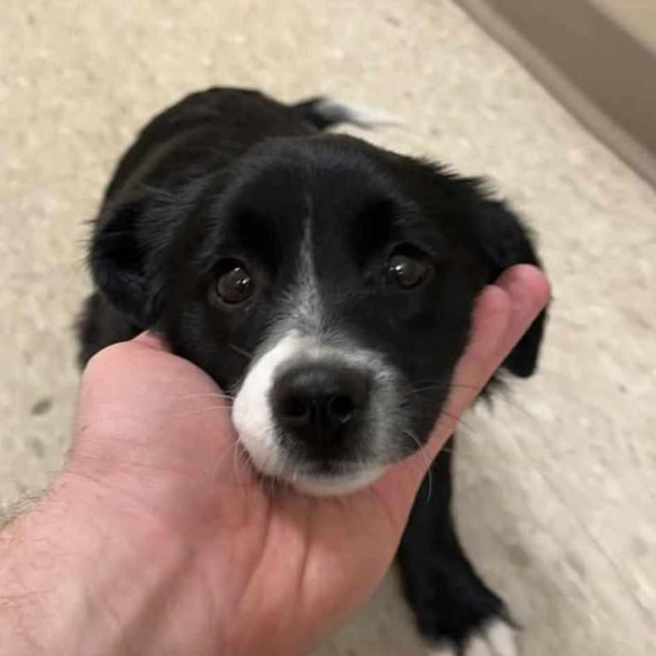 Enlarge Sienna, a Adoptable mixed breed in Ada, MN image 2/6