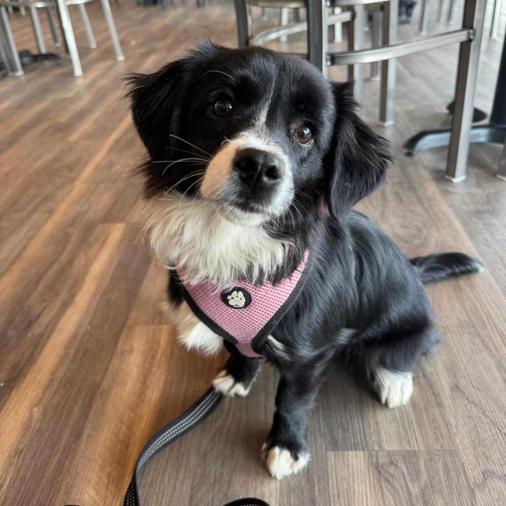 Enlarge Sienna, a Adoptable mixed breed in Ada, MN image 4/6
