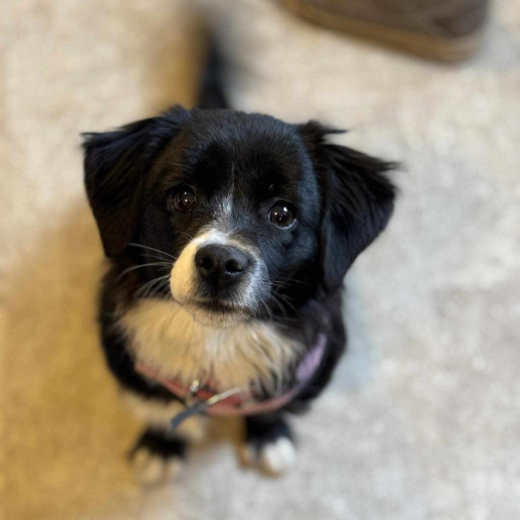 Enlarge Sienna, a Adoptable mixed breed in Ada, MN image 6/6