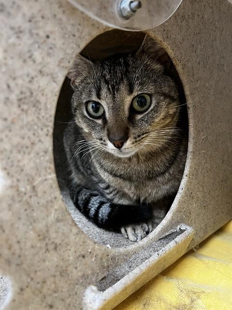 ROCKY, Adoptable, Young Male Domestic Short Hair.