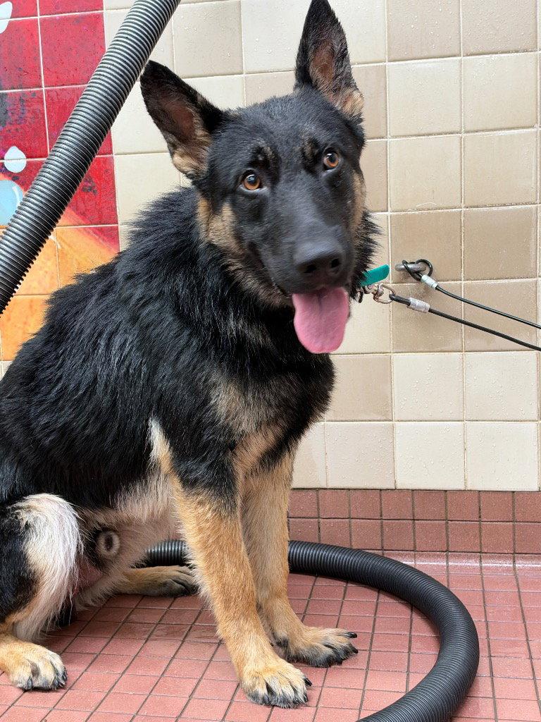 Ryder, Adoptable, Young Male German Shepherd Dog.