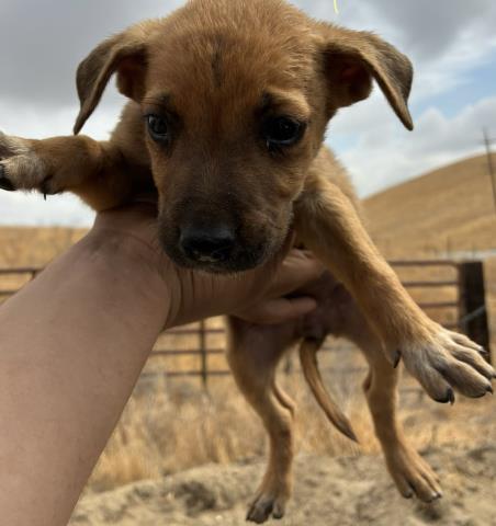 Perry -- URGENT! NEEDS HOME NOW!