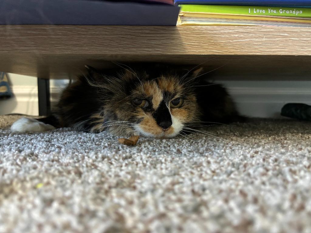 Enlarge Miss Pumpkin Spice, a Adoptable mixed breed in Ogden, UT image 1/1