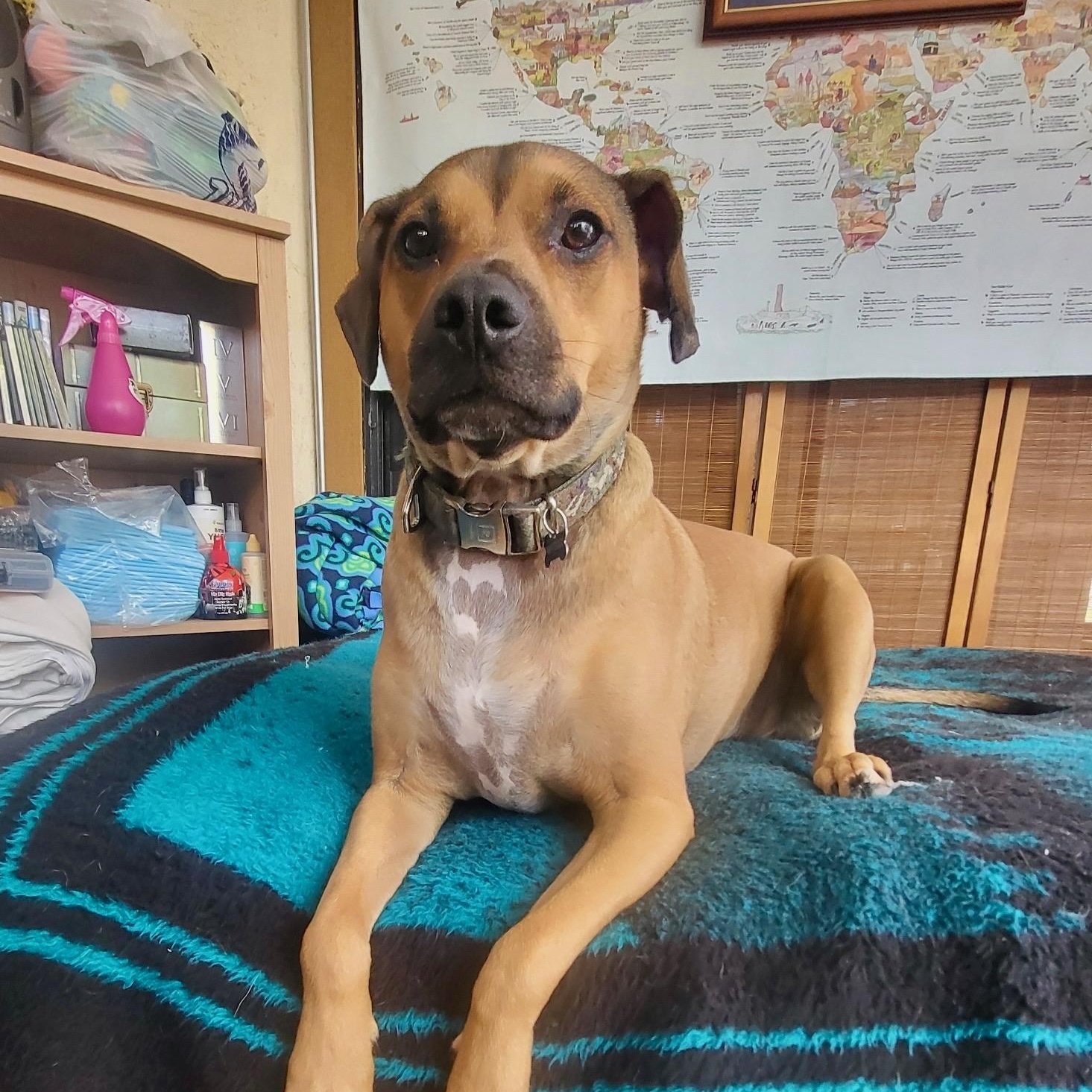 Rummy, Young Male Labrador Retriever